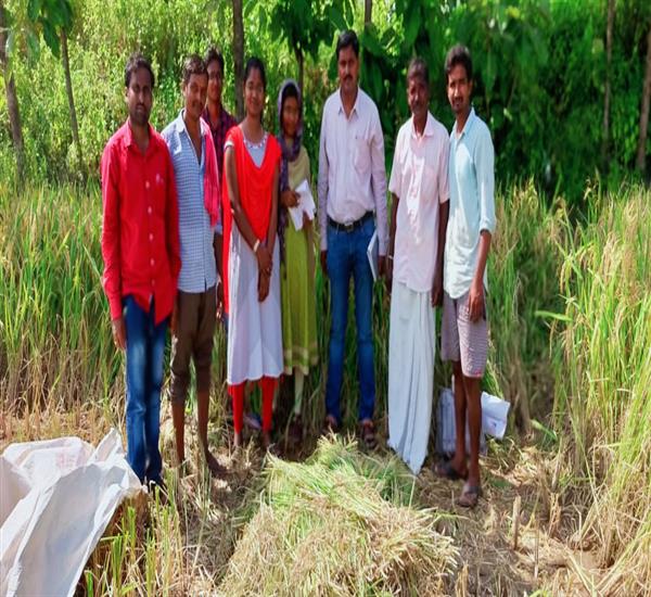 Peddapalli District - Peddapalle Division                                                                                                                                                                                                                  - Crop Cutting Expts.,                                                                                                                                   - Paddy harvest supervision at Bhoopatipuram village, Sulthanabad Mandal                                                                                                                                                                                          - dt.28/10/2019          